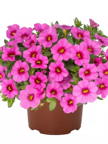 Калибрахоа Aloha Kona Pink (100 шт.)