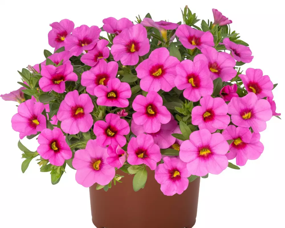Калибрахоа Aloha Kona Pink (100 шт.)