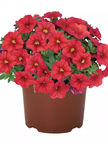 Калибрахоа Aloha Kona Red (100 шт.)