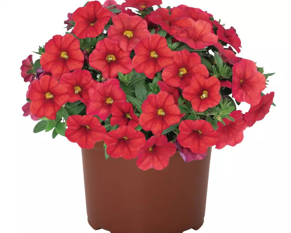 Калибрахоа Aloha Kona Red (100 шт.)