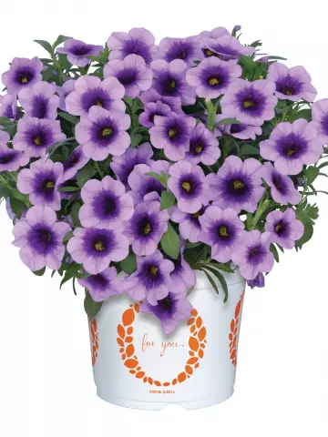 Калибрахоа Aloha Kona Sky Blue (100 шт.)