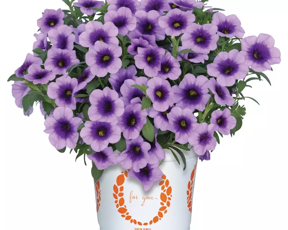 Калибрахоа Aloha Kona Sky Blue (100 шт.)