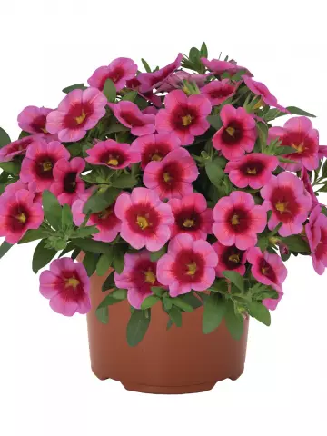 Калибрахоа Aloha Kona Strawberry (100 шт.)