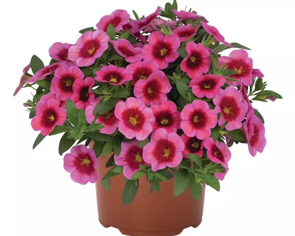 Калибрахоа Aloha Kona Strawberry (100 шт.)
