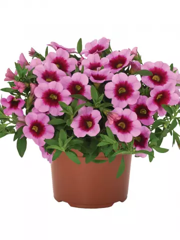 Калибрахоа Aloha Kona Tiki Pink (100 шт.)
