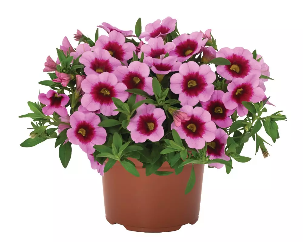 Калибрахоа Aloha Kona Tiki Pink (100 шт.)
