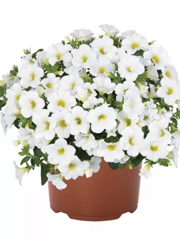 Калибрахоа Aloha Kona White (100 шт.)