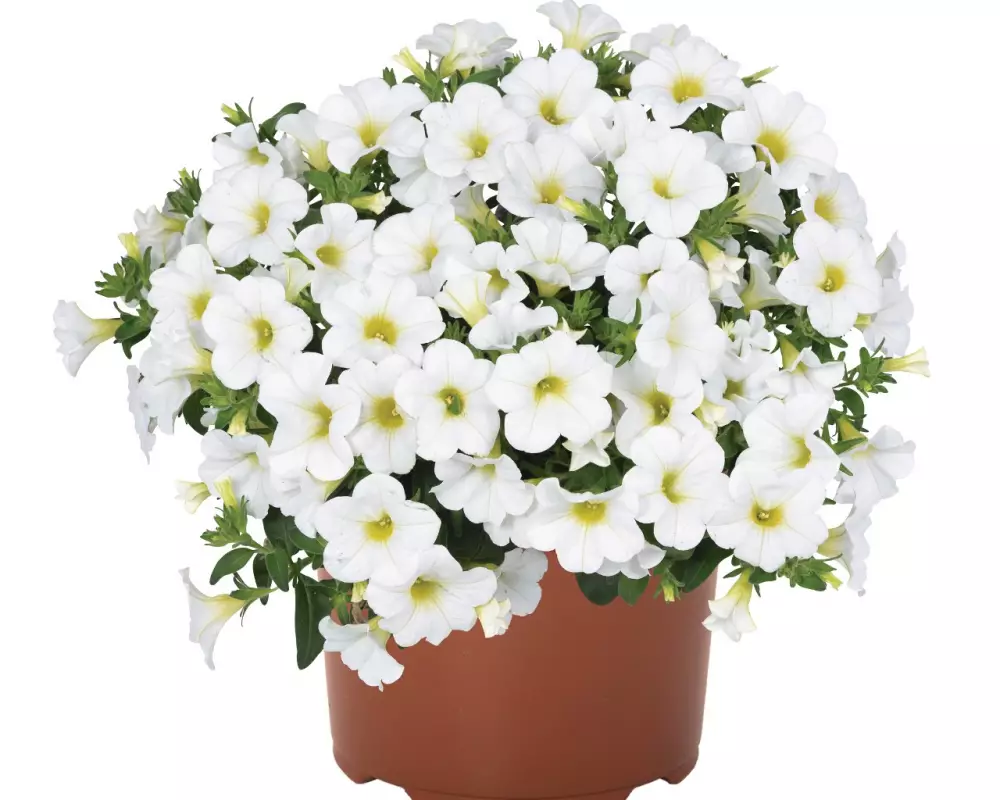 Калибрахоа Aloha Kona White (100 шт.)