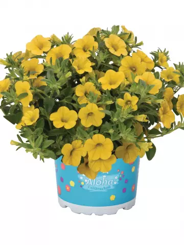 Калибрахоа Aloha Kona Yellow (100 шт.)