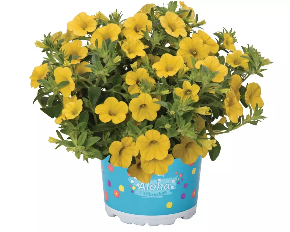 Калибрахоа Aloha Kona Yellow (100 шт.)