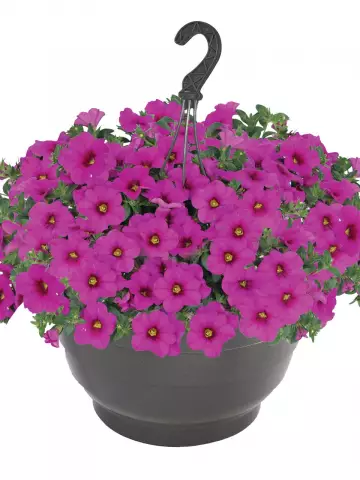 Калибрахоа Bloomtastic Hot Pink (100 шт.)