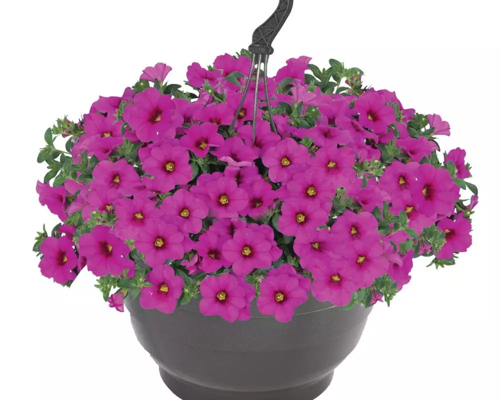 Калибрахоа Bloomtastic Hot Pink (100 шт.)
