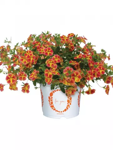 Калибрахоа Bloomtastic Orange Cart Wheel (100 шт.)