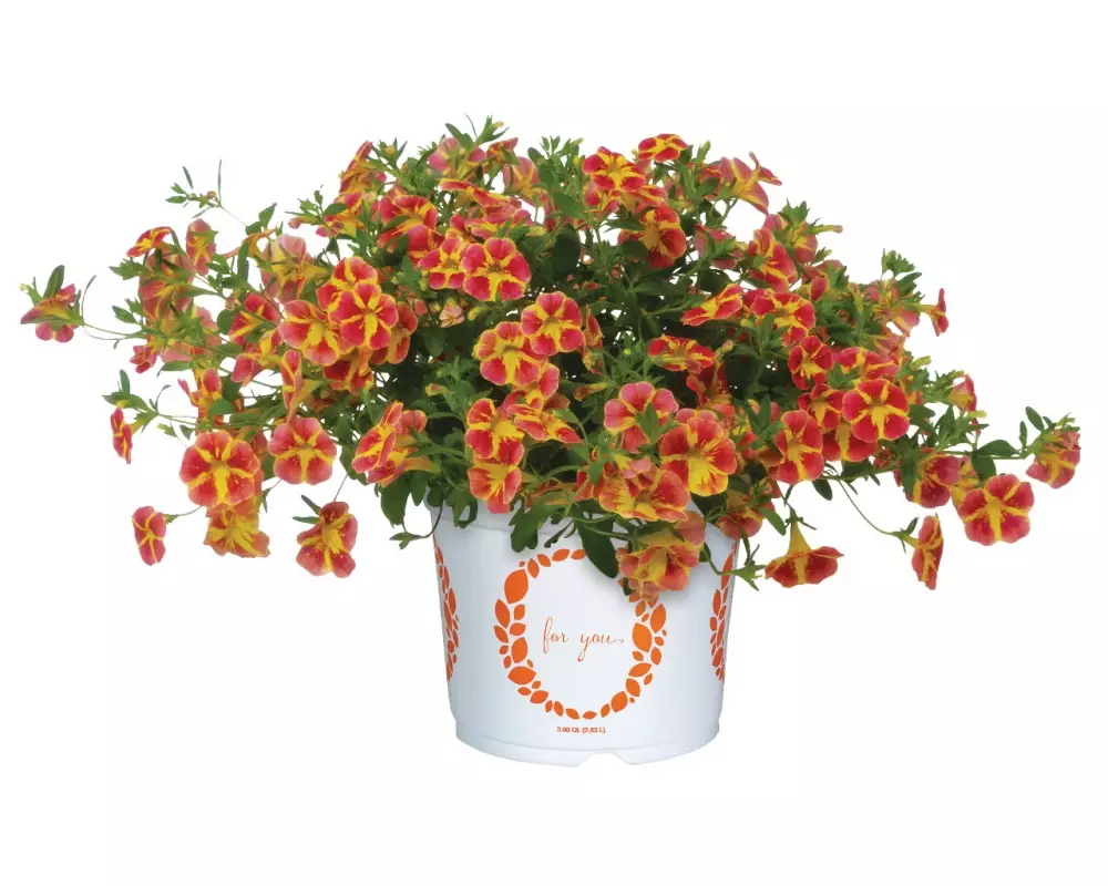 Калибрахоа Bloomtastic Orange Cart Wheel (100 шт.)