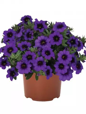 Калибрахоа Bloomtastic Purple (100 шт.)
