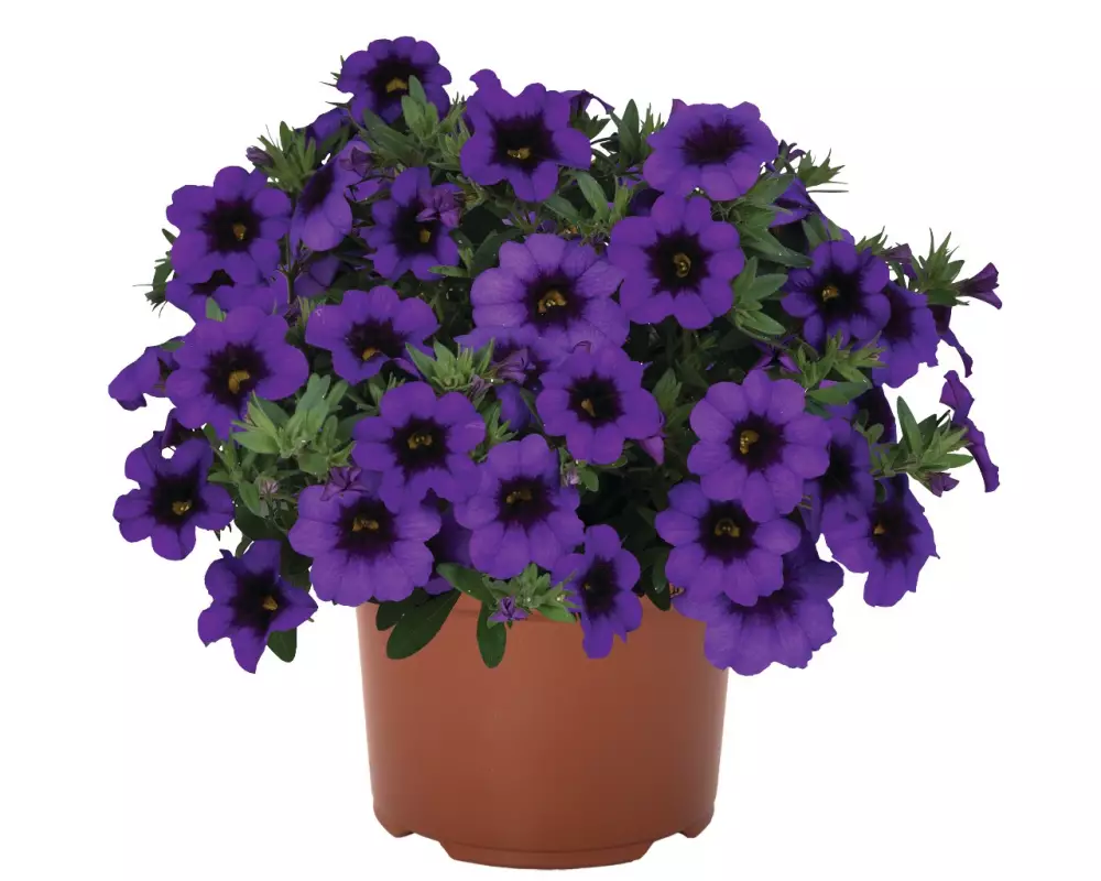 Калибрахоа Bloomtastic Purple (100 шт.)