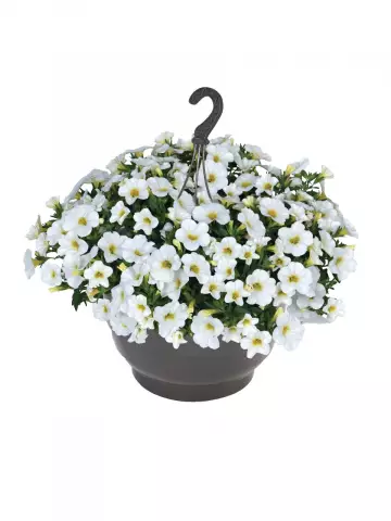 Калибрахоа Bloomtastic White (100 шт.)