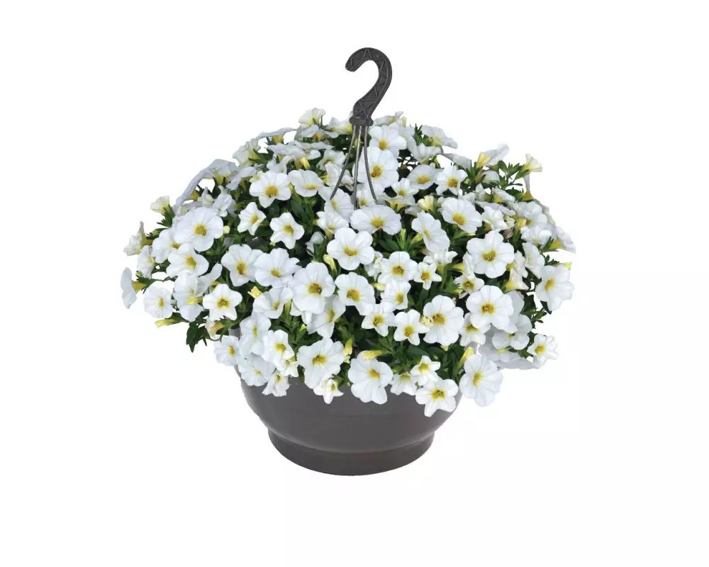 Калибрахоа Bloomtastic White (100 шт.)