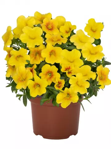 Калибрахоа Bloomtastic Yellow (100 шт.)