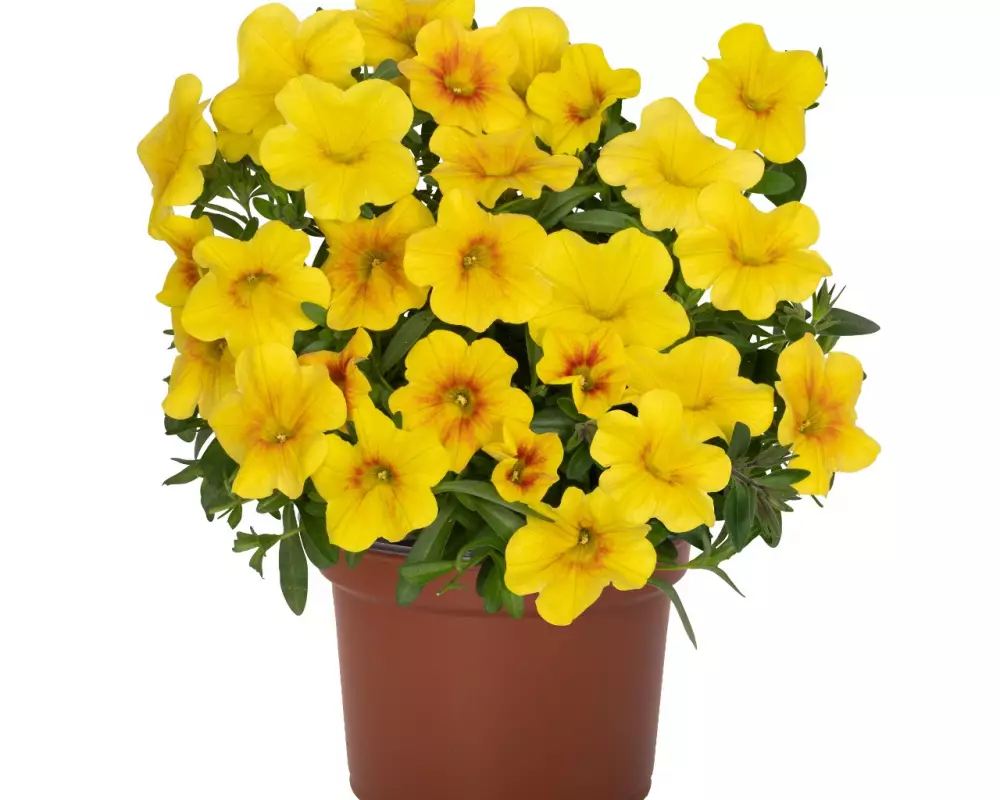 Калибрахоа Bloomtastic Yellow (100 шт.)