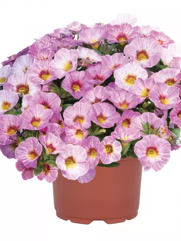 Калибрахоа Rainbow® Pink (100 шт.)