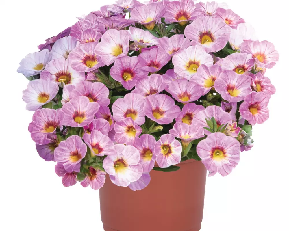 Калибрахоа Rainbow® Pink (100 шт.)