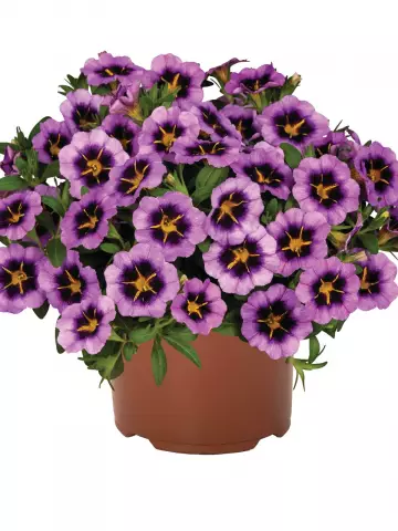 Калибрахоа Тik Tok® Grape (100 шт.)