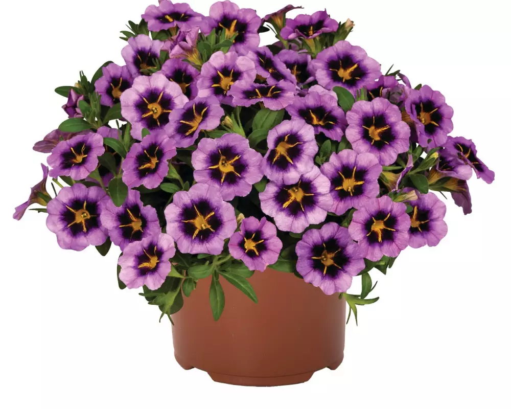 Калибрахоа Тik Tok® Grape (100 шт.)