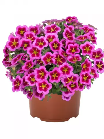 Калибрахоа Тik Tok® Rose (100 шт.)