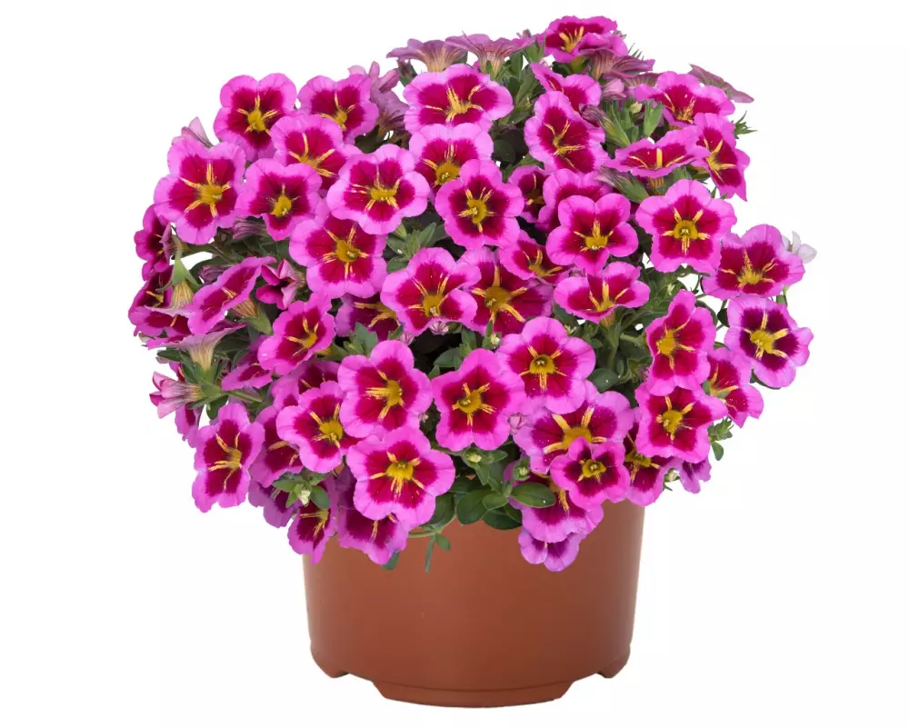 Калибрахоа Тik Tok® Rose (100 шт.)