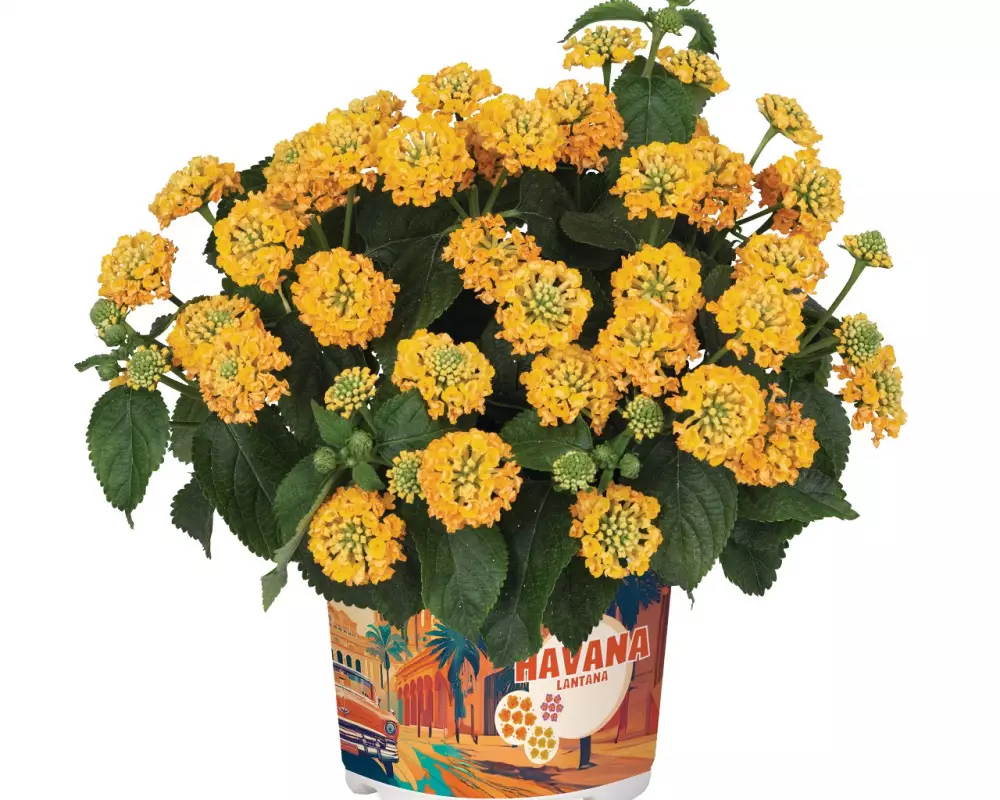 Лантана Havana Gold (100 шт.)