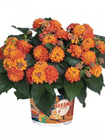 Лантана Havana Hot Orange (100 шт.)