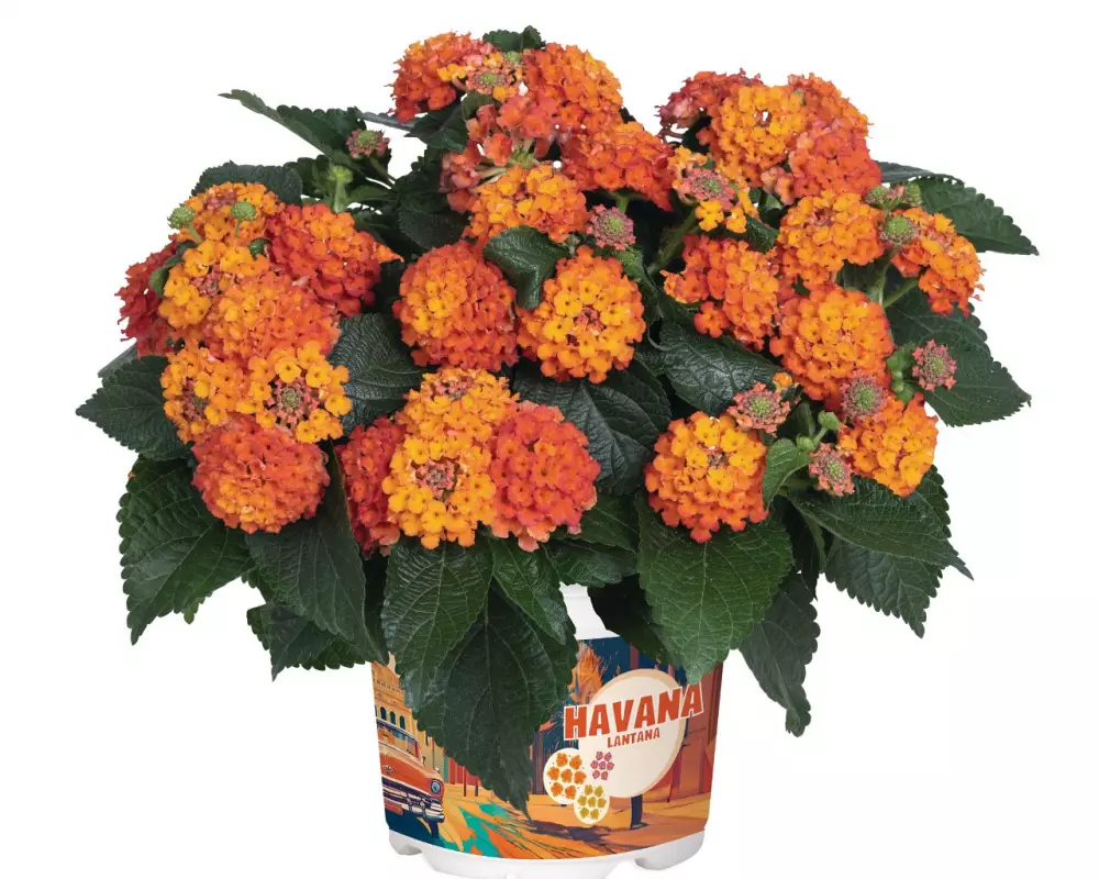 Лантана Havana Hot Orange (100 шт.)