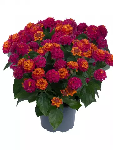 Лантана Havana Hot Pink (100 шт.)