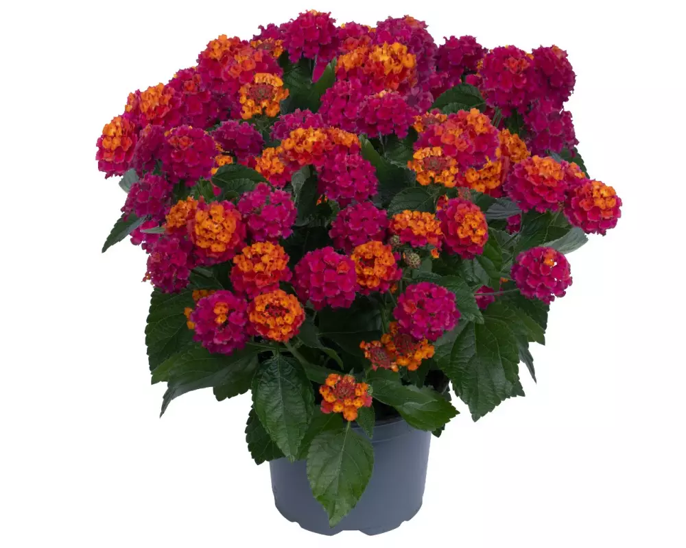 Лантана Havana Hot Pink (100 шт.)
