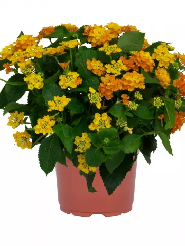 Лантана Havana Orange (100 шт.)