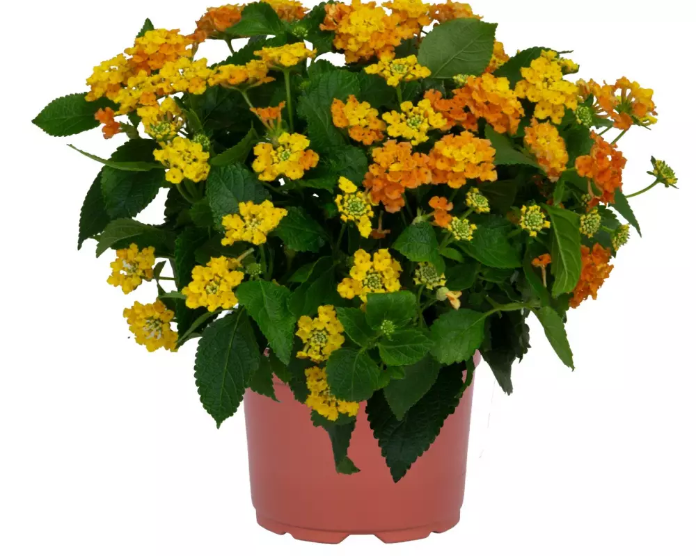 Лантана Havana Orange (100 шт.)