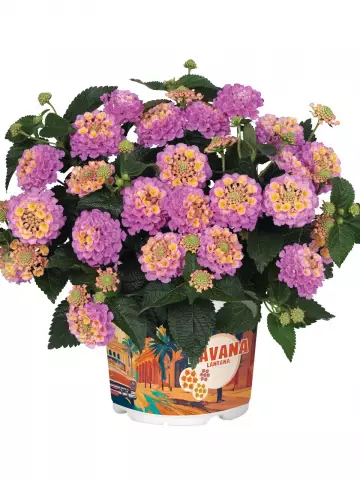 Лантана Havana Rose (100 шт.)