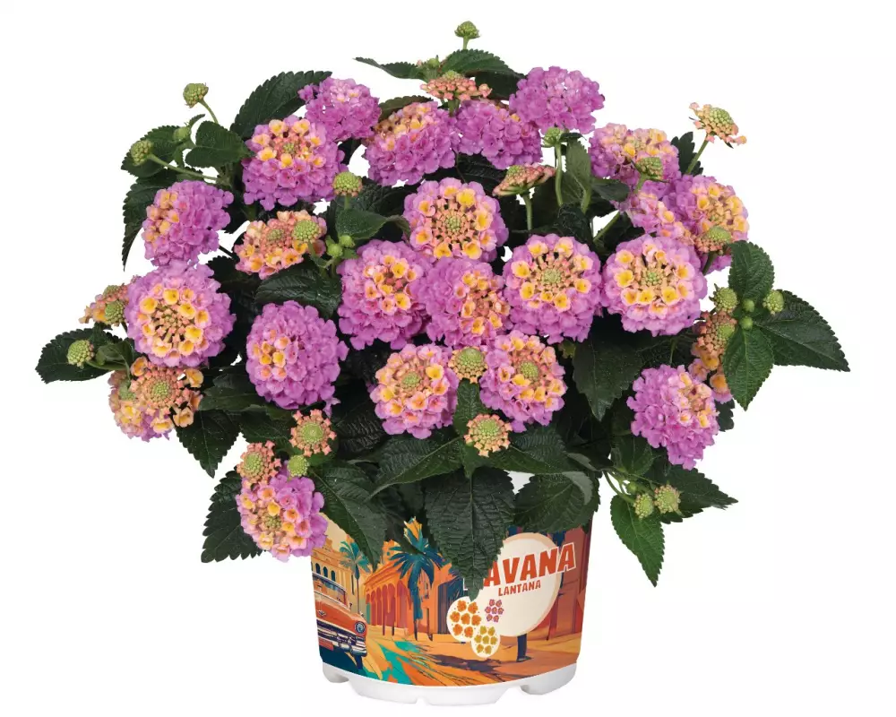 Лантана Havana Rose (100 шт.)