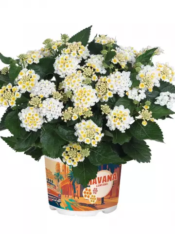 Лантана Havana White (100 шт.)