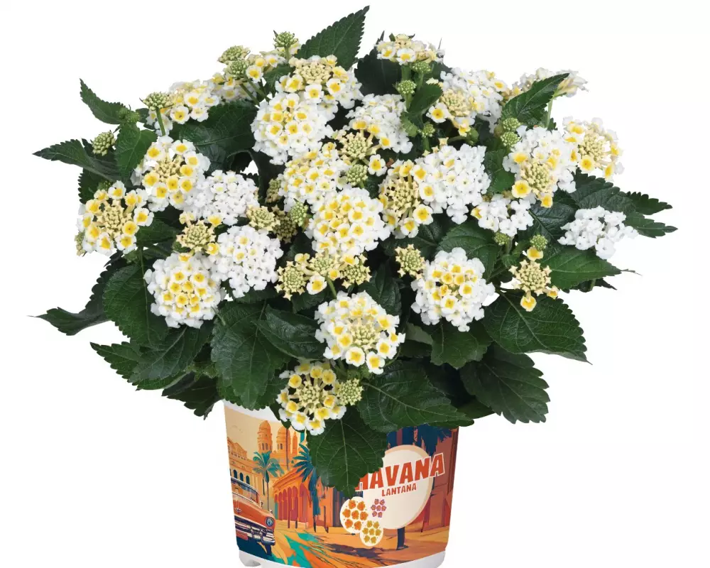 Лантана Havana White (100 шт.)