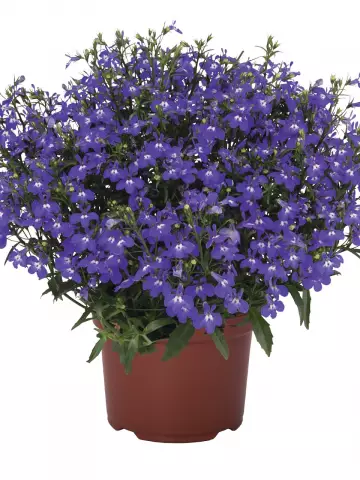 Лобелия Bella Azzure (100 шт.)