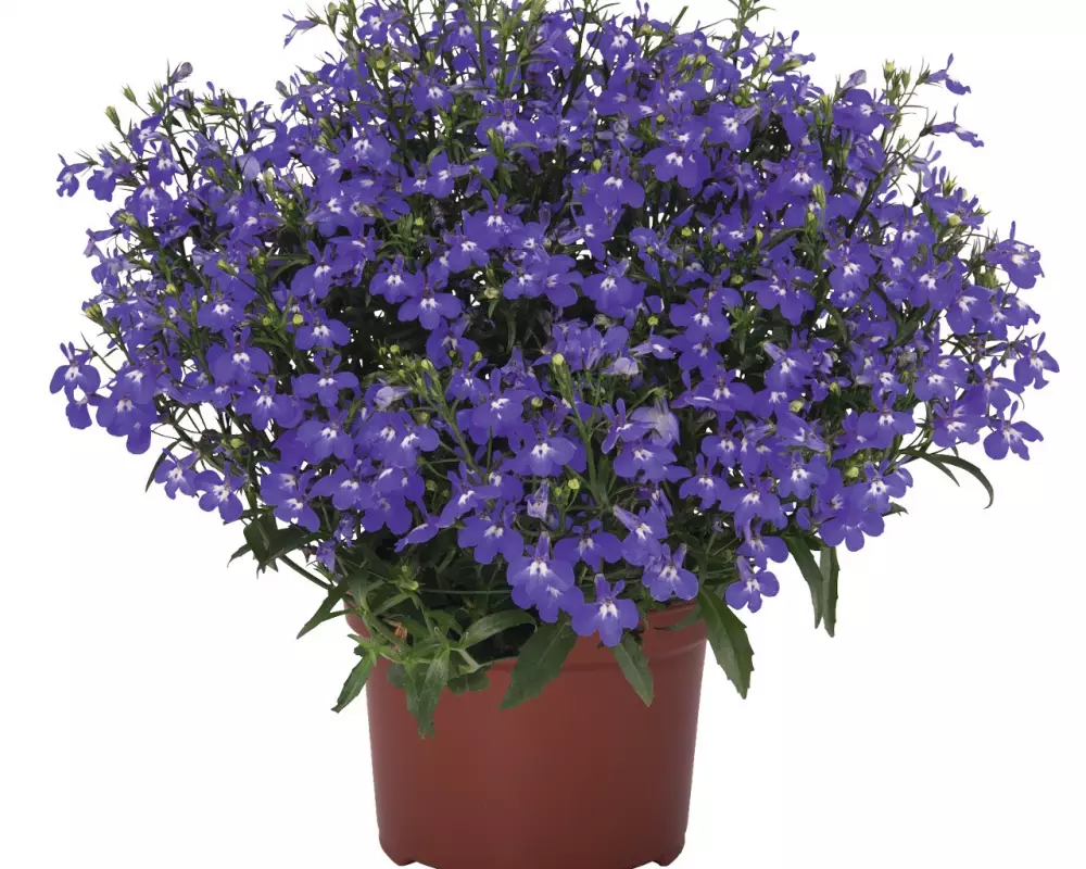 Лобелия Bella Azzure (100 шт.)