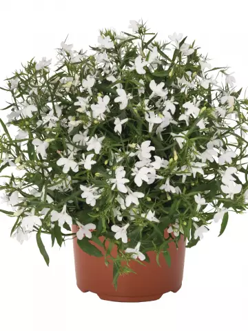 Лобелия Bella Bianca (100 шт.)