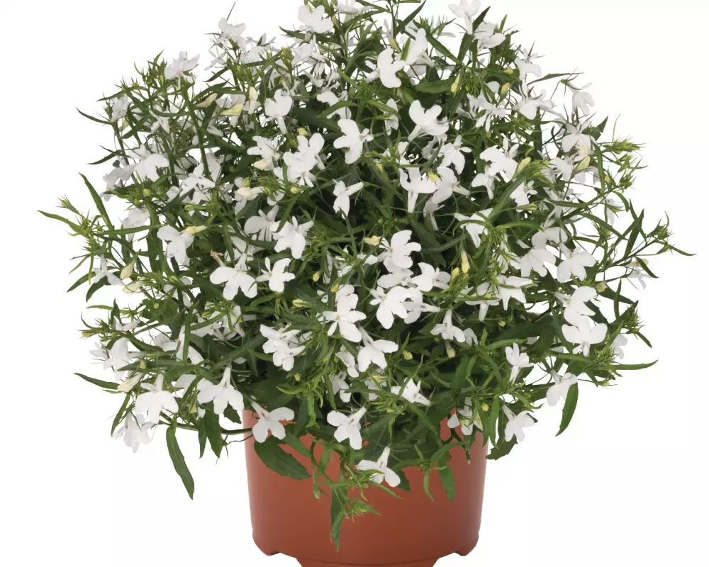 Лобелия Bella Bianca (100 шт.)