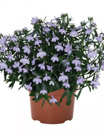 Лобелия Bella Lavender (100 шт.)