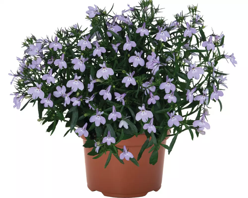 Лобелия Bella Lavender (100 шт.)