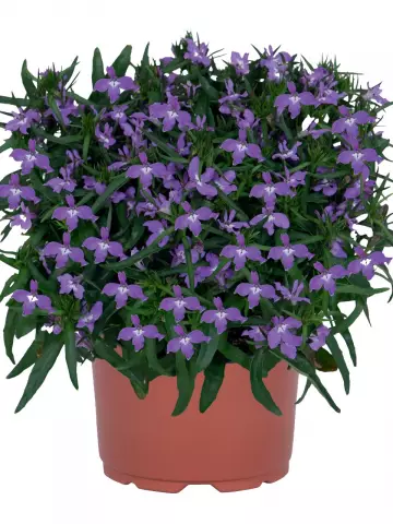 Лобелия Bella Purple 2027 (100 шт.)
