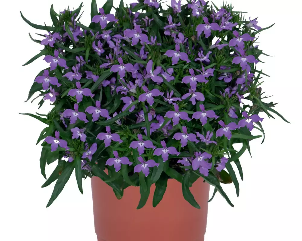 Лобелия Bella Purple 2027 (100 шт.)