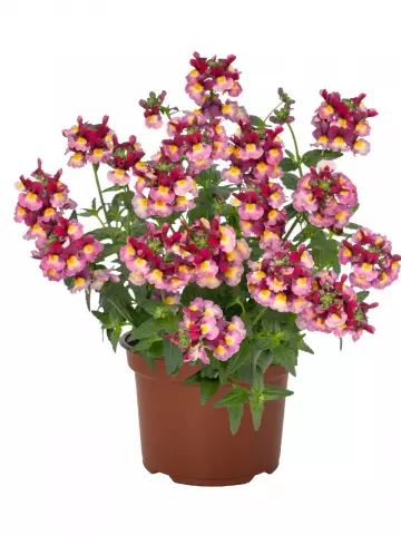 Немезия Sweetie Raspberry (100 шт.)